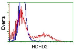 HDHD2 Antibody (clone OTI1H6, Carrier-free)