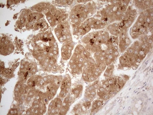 CD40 Antibody (aa21-166, clone OTI5C9)