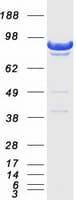 Human DLG3 / SAP102 Protein (Recombinant Myc-DDK (Flag))