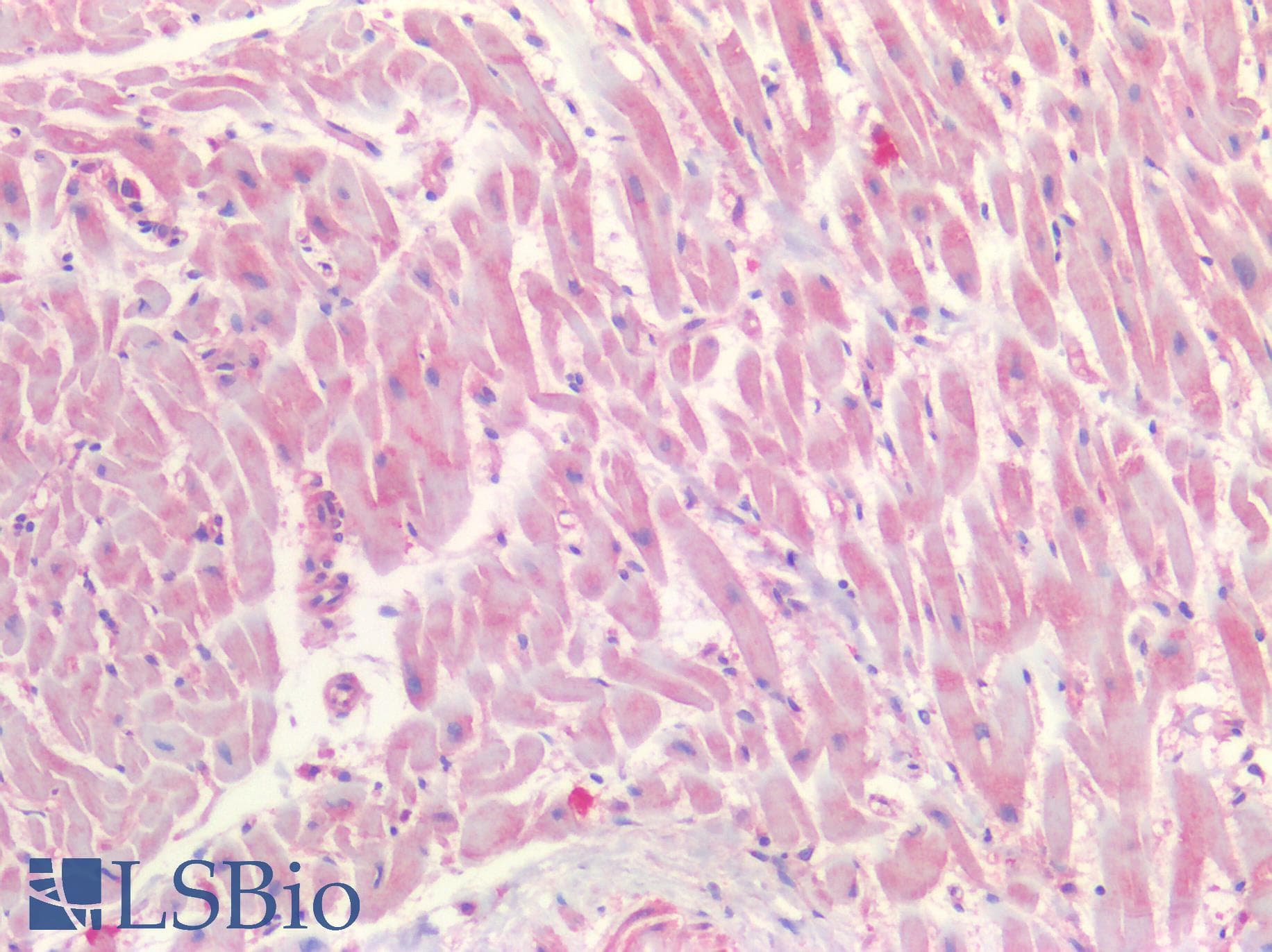 PathPlus™ TIMP2 Antibody (clone 3A4)