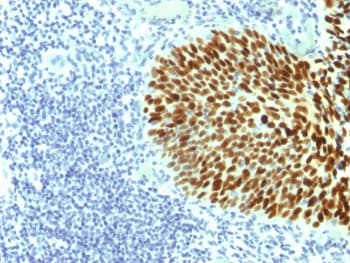 SOX2 Antibody (clone SOX2/1791, Azide-free, BSA-free)