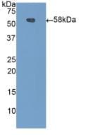 CPN1 Antibody (aa221-449, PE)