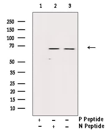 Polyclonal Rabbit anti-Human AKT1 Antibody (phospho-Ser129, IF, WB)
