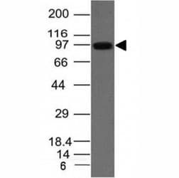 UACA Antibody (clone UACA/1222)