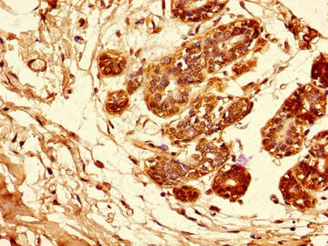 AREG / Amphiregulin Antibody