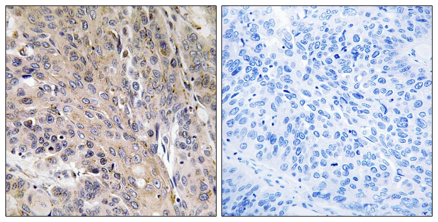 Polyclonal Rabbit anti-Human LAMP3 / CD208 Antibody (IHC)