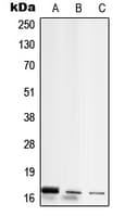 RPL26L1 Antibody (C-Terminus)