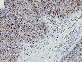 GOLM1 / GP73 / GOLPH2 Antibody (clone OTI4B3, Carrier-free)
