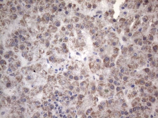 Complement C2 Antibody (aa469-752, clone OTI1A7, Carrier-free)