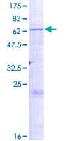 Human ST8SIA3 Protein (Recombinant GST)