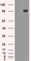 Monoclonal Mouse anti-Human LEMD3 / MAN1 Antibody (clone OTI4E1, IHC, IF, WB)