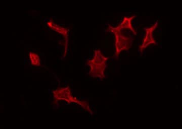 PEX14 Antibody