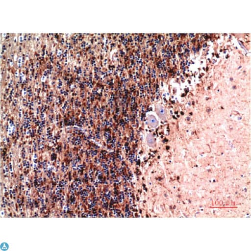 CST3 / Cystatin C Antibody