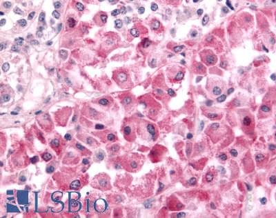 PathPlus™ DUSP22 / JSP 1 Antibody (Internal)