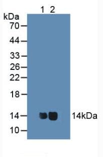 CYCS / Cytochrome c Antibody (aa13-99)