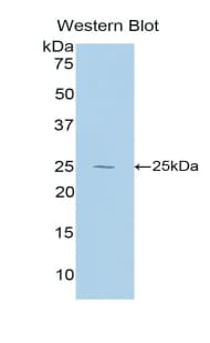 IL27 Antibody (aa32-234, Biotin)