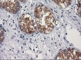 GBA3 / CBG Antibody (clone OTI1F1)