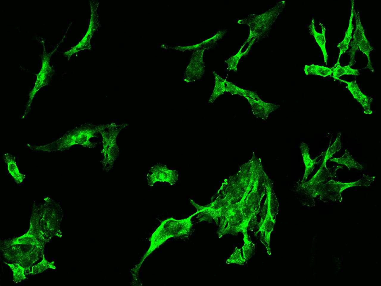 CD105 Antibody (Preservative Free)