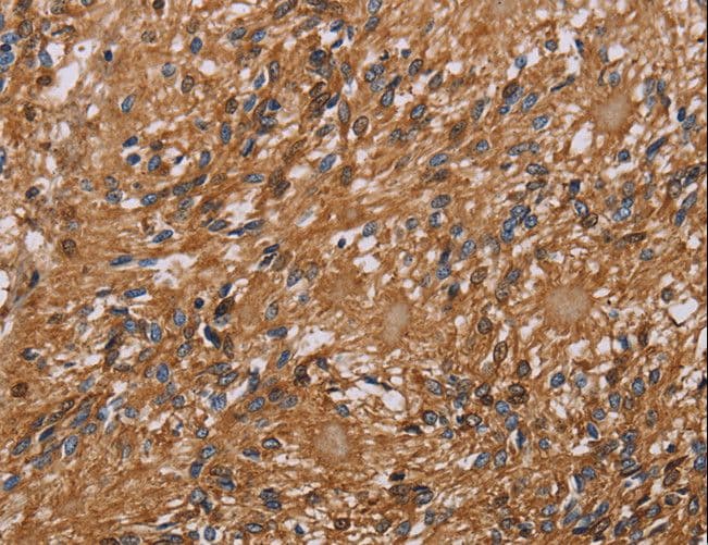 HYAL2 Antibody