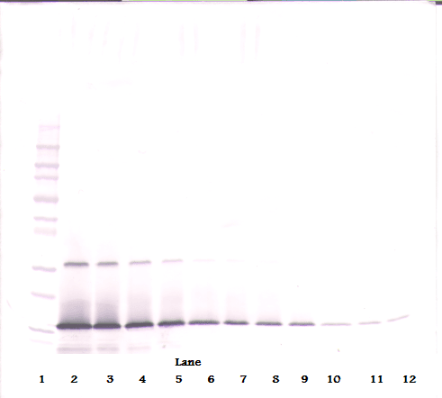 Polyclonal Rabbit anti-Mouse IL21 Antibody (WB)