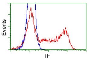 IHC-plus™ TF / Transferrin Antibody (clone 5G2)