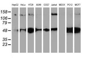 HDAC6 Antibody (clone OTI3G7)