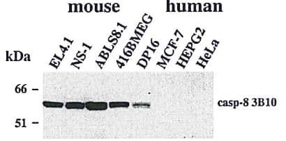 CASP8 / Caspase 8 Antibody (clone 3B10)