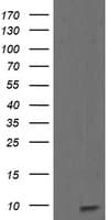 ROMO1 Antibody (clone OTI5G8, Carrier-free)