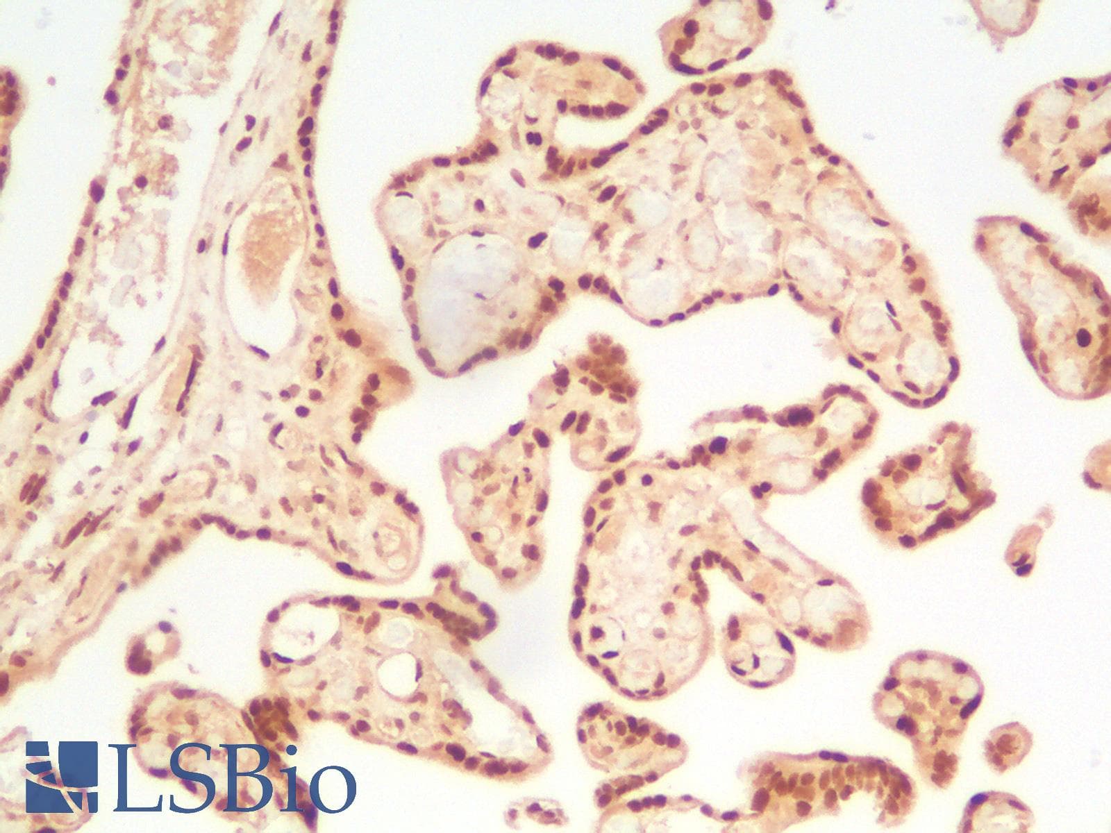 PathPlus™ TFE3 Antibody (Concentrated)