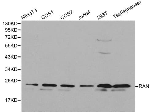 RAN Antibody