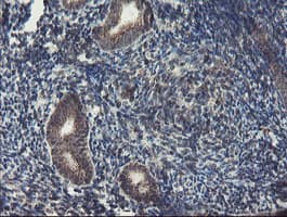 GCP60 / ACBD3 Antibody (clone OTI3A1)