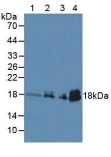 TNNC1 / Cardiac Troponin C Antibody (Biotin)