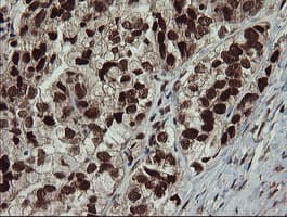 RFC2 / RFC40 Antibody (clone OTI2B2)