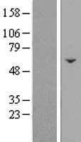 FAM222B Protein (Over-Expression Lysate Myc-DDK (Flag))