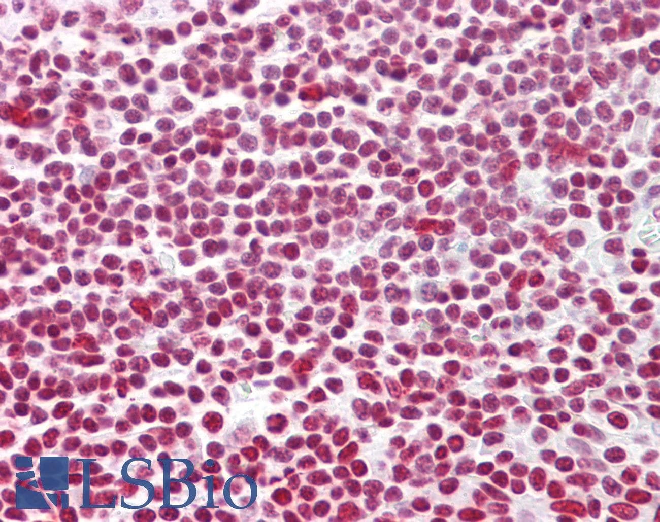 IHC-plus™ Histone H2B Antibody (aa10-59)