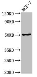 Polyclonal Rabbit anti-Zebrafish GFAP Antibody (WB)
