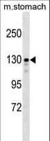 SRGAP1 Antibody (aa469-497)