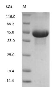 Ovalbumin Protein (Native)