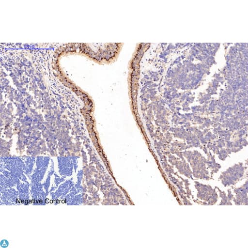 Collagen I Antibody