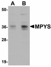 TMEM173 / STING Antibody