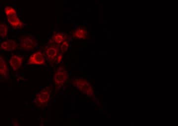 B3GALT1 Antibody