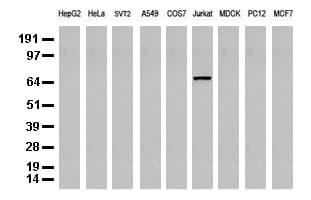 DEF6 Antibody (clone UMAB51)