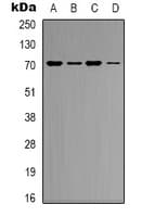 KEAP1 Antibody (Internal)