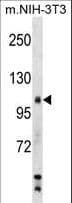 Polyclonal Rabbit anti-Mouse SIK2 / SNF1LK2 Antibody (aa606-633, WB)