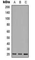 MID1IP1 Antibody (Internal)