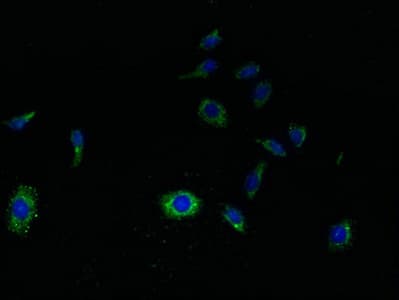 SVOPL Antibody (aa73-129)