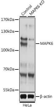 MAPK6 / ERK3 Antibody