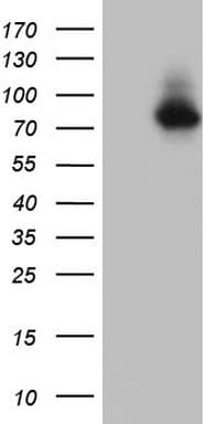 Nor-1 / NR4A3 Antibody (aa332-626, clone OTI2E1)