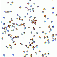 IHC-plus™ VCL / Vinculin Antibody