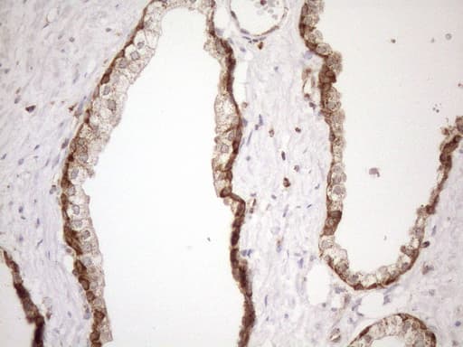 SHMT / SHMT2 Antibody (clone OTI3E9, Carrier-free)